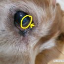 백동물병원 이미지