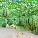 재식농장 이미지