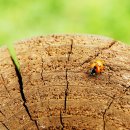 그루터기 이미지