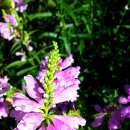 꿈의화원 이미지