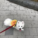 이레동물병원 | 2025년 07월 / 복이의 비장종양 발견과 수술까지.... (양성이었음 기 받아가세요!!!)