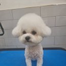 몽슈피스 이미지