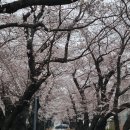 울산 언양 작천정 벚꽃 이미지