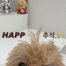 쌍방울애견 이미지