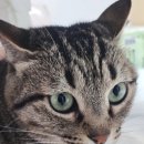 먹어볼래 이미지