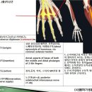 [9강-9 팔과손 그리고 그 근육](48강) 기능해부(3), 총지신근,소지신근,장무지신근,단무지신근 이미지