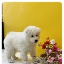 나라애견 본점 이미지