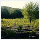 솔로몬농장 이미지