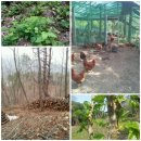 둔일농장 이미지