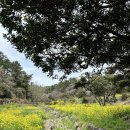 씨에스 호텔 앤 리조트 | 3월 제주도 유채꽃 개화시기&amp;숨겨진 유채꽃 명소(중문 숙소: 씨에스 호텔앤리조트)