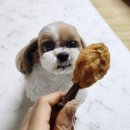 댕댕이 홀딱 반한 간식 이미지