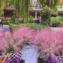 국화정원 이미지