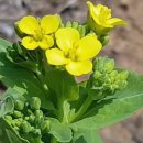 영산홍민박 이미지