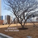 고목나무 이미지