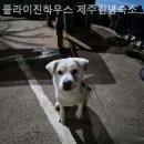 제주김녕숙소플라이진하우스가족 네이버블로그