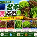추대농장 | 여름 상추 품종 추천 | 더위에도 잘 자라는 BEST 7