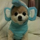 예쁜강아지 이미지