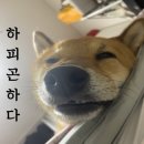 짱구 애견 하우스 이미지
