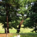 산책하는 강아지 | 귀여운 강아지도 산책하는 올림픽공원 방문후기