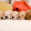 24시 나음동물 의료센터 이미지