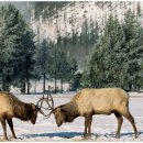 조리사거리 이미지