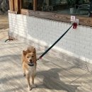 지아 애견샵 | 3월 ①탄٩(๑•̀ㅂ•́)و 남양주 바닐라브릭, 남양주 애견카페, 홈플러스1+1, 홈플런, 버섯두부된장찌개...