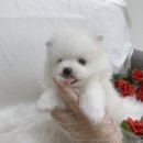 수원강아지분양 요기독 네이버블로그