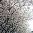[카이스트 벚꽃] 대전의 새로운 명소 카이스트벚꽃 이미지