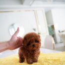 로즈향기 이미지