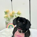 살롱드하츠 이미지