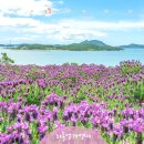 5월26일1004섬 신안 "반월도"박지도 라벤더축제 여행안내 이미지