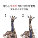 오빠 골라바바요 이미지