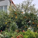 나올레3 | 제주 올레길 7코스 후기 지도 소요시간 난이도 숙소 추천