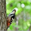 큰오색딱따구리(white-backed woodpecker) 이미지