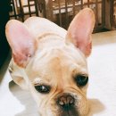 노성남 동물병원 이미지