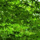 화왕산자연휴양림 이미지