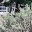 솔레올레 이미지