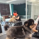 더뷰미용학원 - 은평구 연서로 201 | 더그룸 청주애견미용학원 실습후기