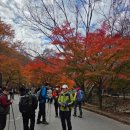 강천산 길 | 전북 순창 《호남의 소금강》 강천산(형제봉/왕자봉/깃대봉)산행 후기 (2025.11.16)