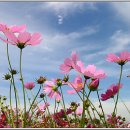 코스모스 이미지