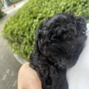 건강하개 | [펫쿠르트] 프레딧 건강하개 프로젝트 왈 내돈내산 후기