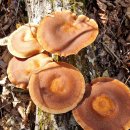 오동슈퍼 이미지