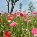 꽃의계절 이미지