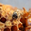 농업회사법인 애니실크(주) | [대성] 애니실크-진성, 양잠·양봉산업 발전 위한 협력 이어간다