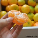 제주달다 이미지