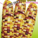 제일농약사2 이미지