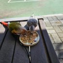 [초보 앵집사를 위한 앵무새 기본 지식 5] 체중미달 체격미달 앵무새 평균까지 건강하게 찌운 비법...