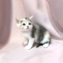 요미캣 고양이분양 일산점 이미지