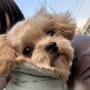 펫살롱 헤아림 이미지