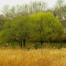 개인화물322 | 2593-한밤의 사진편지 제2593호(한사모 2018 봄철 전주지역 걷기 참가요령 안내/'18/4/5/목)